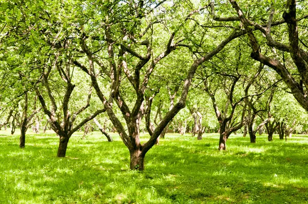 Grønn park – stockfoto