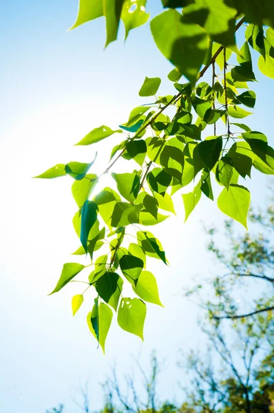 Feuilles d'été vertes et ciel bleu avec soleil — Photo