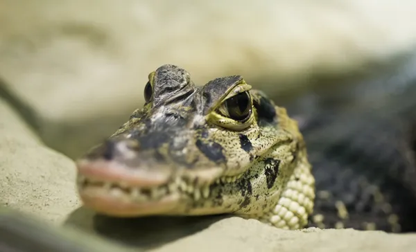 Pequeno crocodilo à espera da sua presa. — Fotografia de Stock