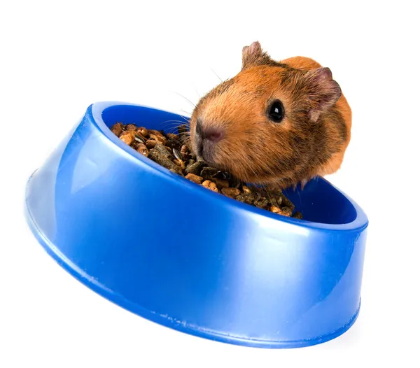 Guinea pig eating — Stock Photo, Image