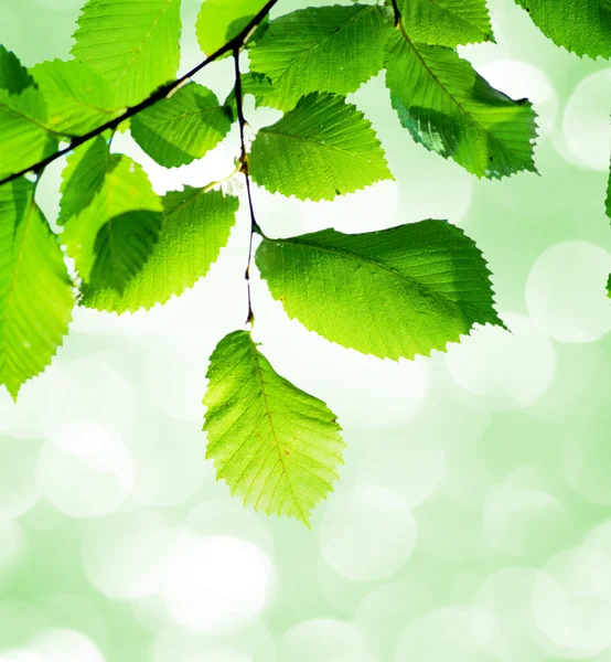 Green leaves — Stock Photo, Image