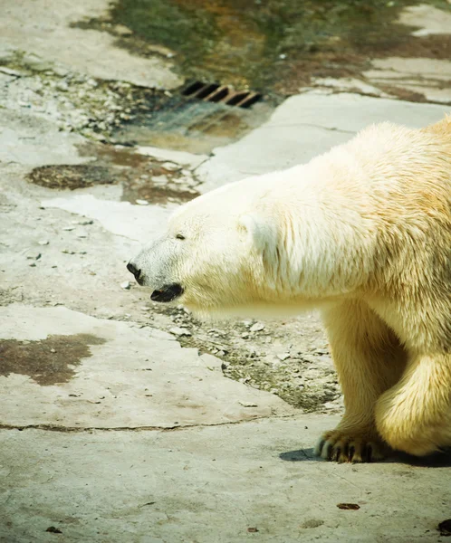 Oso polar - Ursus maritimus —  Fotos de Stock