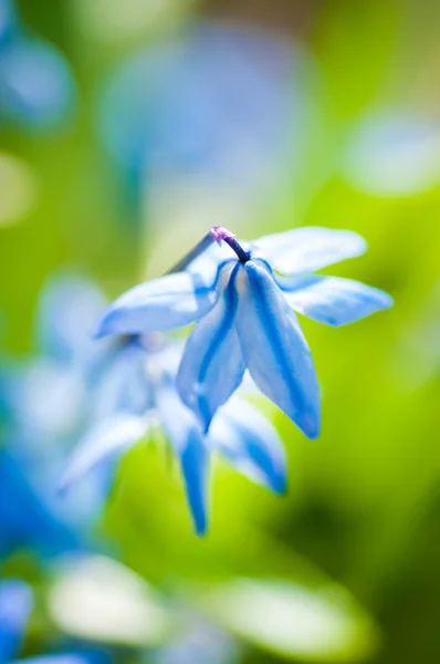 Frühlingsblumen (scilla sibirica)) — Stockfoto
