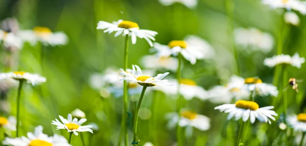 Beyaz güzel chamomiles — Stok fotoğraf