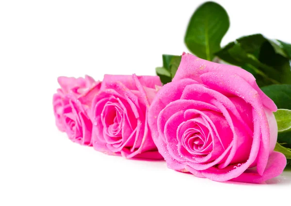 Bouquet of beautiful pink roses Royalty Free Stock Photos