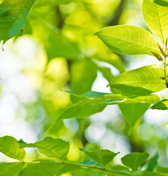 Frische neue grüne Blätter, die im Sonnenlicht leuchten — Stockfoto