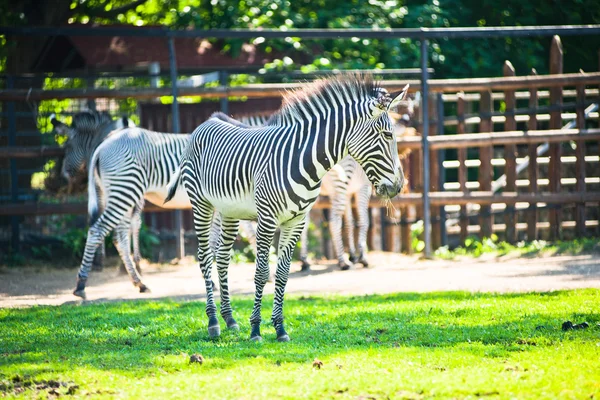 Grevy-Zebra (equus grevyi)) — Stockfoto