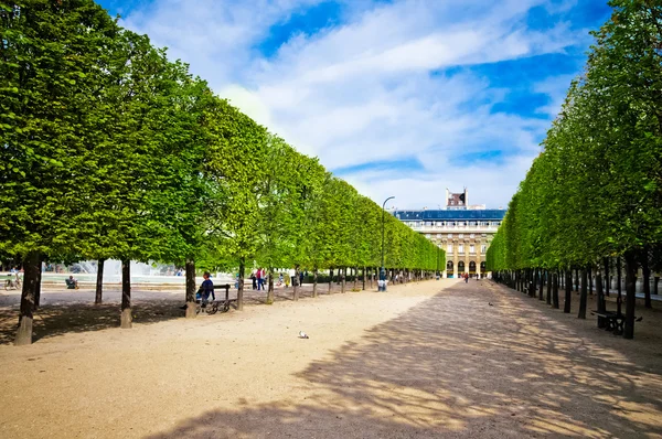 Gebeeldhouwd bomen steegje in de tuin van "palais royal" in Parijs Rechtenvrije Stockafbeeldingen