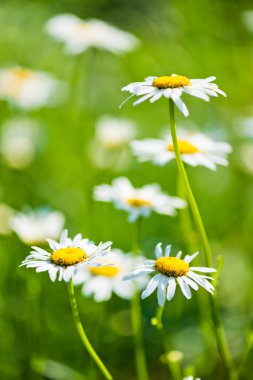 Wild chamomile on a meadow. clipart