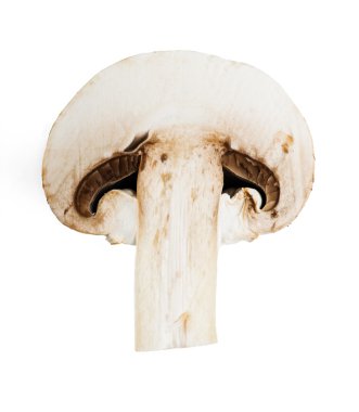 Şampiyon Mantarı beyaz arkaplanda izole edildi
