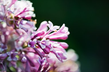 Kokulu çiçekleri leylak (Syringa vulgaris). Sığ derinliği bes