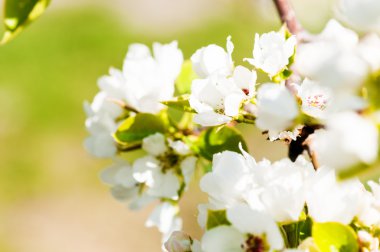 İlkbaharda açan elma dalı