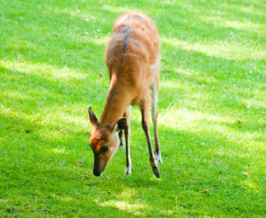 Batı - (yayılım gösterir: Angola)