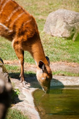 Batı - (yayılım gösterir: Angola)