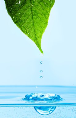 üzerine su yansıma su damlacığı ile yaprak yeşil