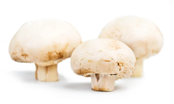 Champignon mushrooms isolated on white background — Stock Photo, Image