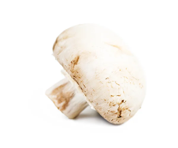 Champignon mushroom isolated on white background — Stock Photo, Image