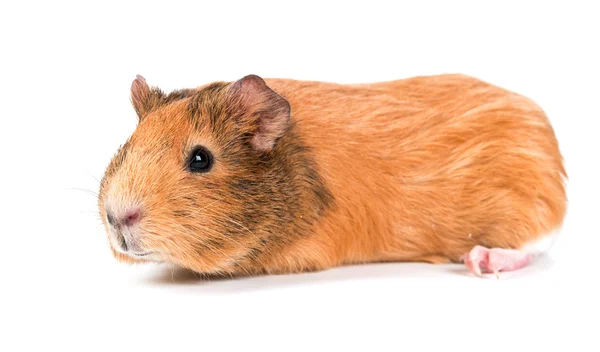 Guinea pig — Stock Photo, Image