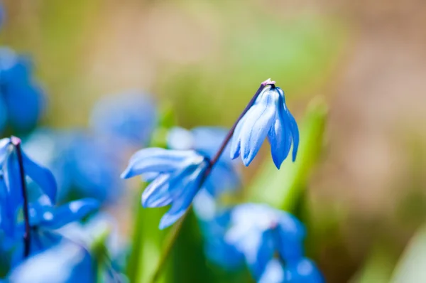 Lentebloemen (Scilla Sibirica) — Stockfoto