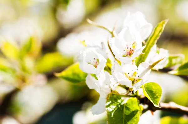 Kwitnąca gałąź jabłoni wiosną — Zdjęcie stockowe