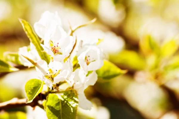 İlkbaharda açan elma dalı — Stok fotoğraf