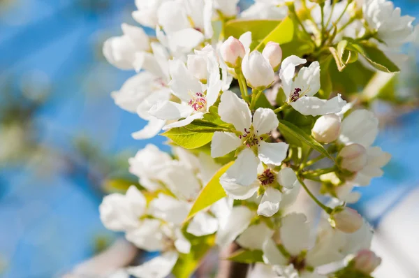 Blooming branch of apple tree in spring — Stock Photo, Image