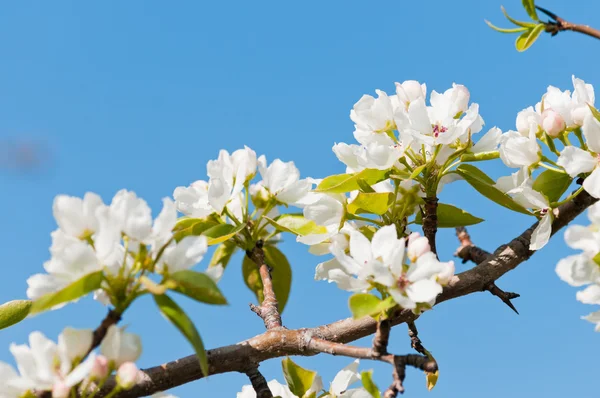 Branche florissante de pommier au printemps — Photo