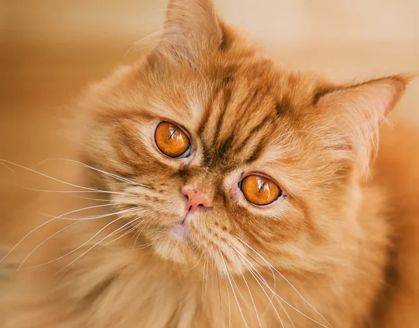 Red cat breed Selkirk rex.