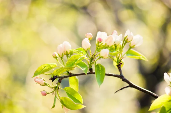Rama floreciente del manzano en primavera — Foto de Stock