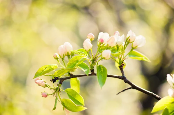 Branche florissante de pommier au printemps — Photo