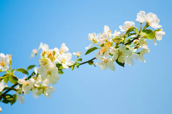 Un ramo fiorito di melo in primavera — Foto Stock