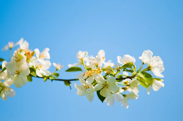 Een bloeiende tak van appel boom in de voorjaar — Stockfoto