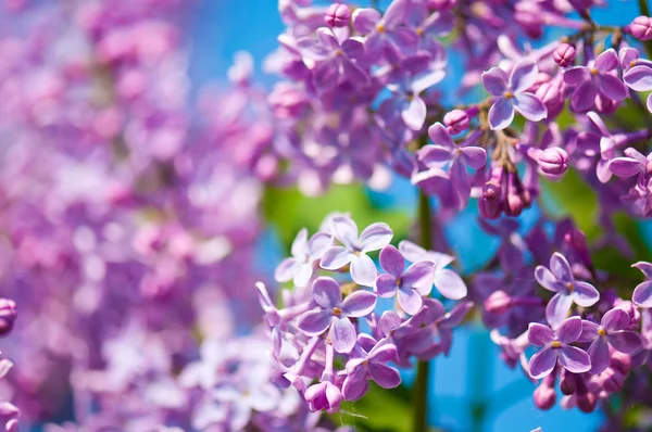 Ароматные лиловые цветы (Syringa vulgaris). Низкая глубина фи — стоковое фото