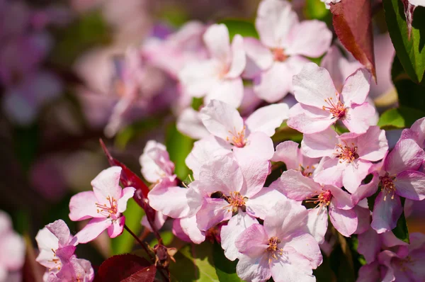 Una rama floreciente de manzano en primavera — Foto de Stock