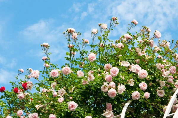 Róże przeciw błękitne niebo. — Zdjęcie stockowe
