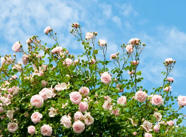 Róże przeciw błękitne niebo. — Zdjęcie stockowe