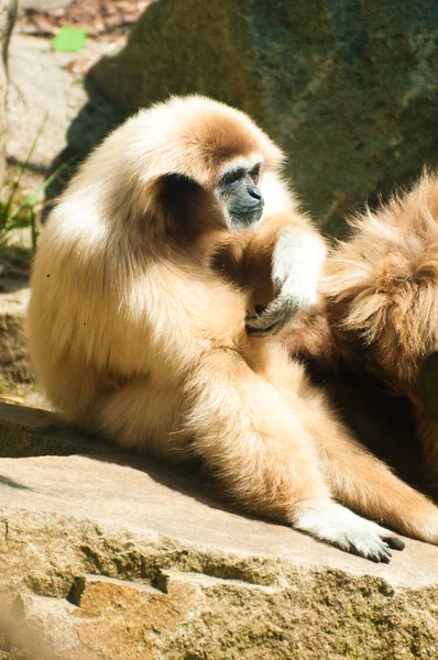 White-Handed Gibbon Sitting Down — Stock Photo, Image