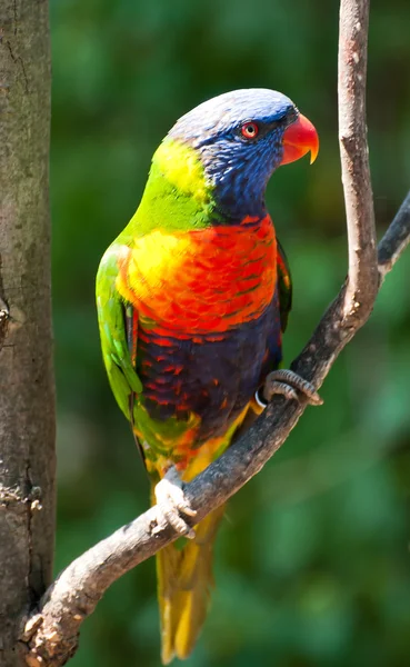 Duha lorikeet — Stock fotografie