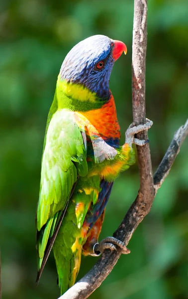 Lorikeet Радуга — стокове фото