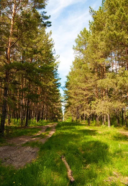 Grüner Wald — Stockfoto