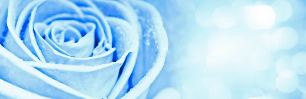 Blue rose — Stock Photo, Image