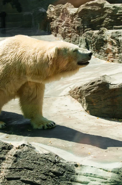 White bear in a zoo Stock Photo