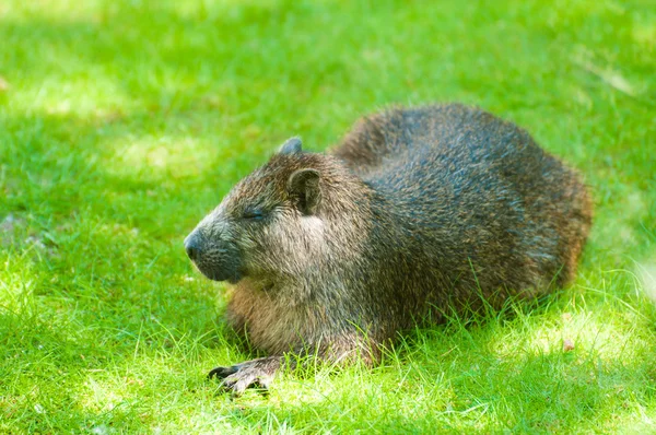 巨大の Hutia ストック画像