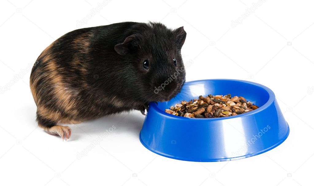 guinea pig eating on the white background