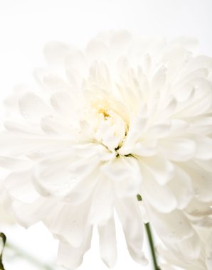 yakın kadar olan beyaz çiçek aster, papatya