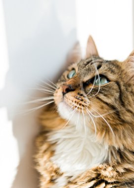 kedi arıyorum