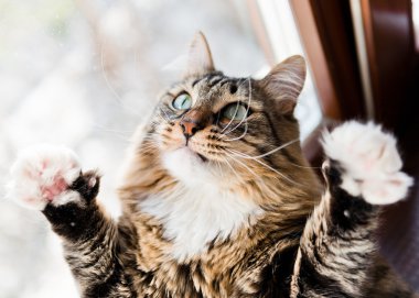 komik erkek kedi pençeleri yukarı tutarsa
