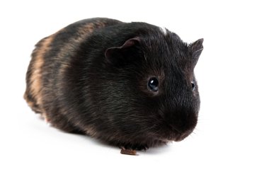 beyaz zemin üzerinde kahverengi cavy