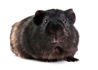 beyaz zemin üzerinde kahverengi cavy