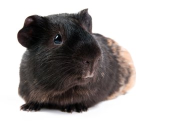 beyaz zemin üzerinde kahverengi cavy